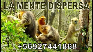 LA MENTE DISPERSA