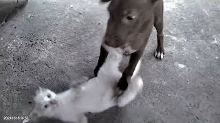 Are they Playing or Fighting? | Dog and Cat | Pets at Home