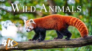 Wild Animals 4K UHD | Relaxation Film | Peaceful Relaxing Music | 4K UHD Video