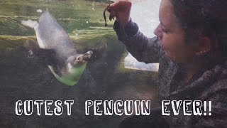 Playful Penguin At WEM Sea Caverns