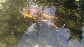 Kolam Koi Natural untuk Rumah Bali