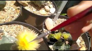 polinização do cacto Astrophytum myriostigma Quadricostatus