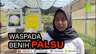 HATI - HATI SALAH BELI ! PERBEDAAN KEMASAN ASLI DAN PALSU KEMBANG KOL BIMA 45 F1