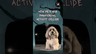 Unexplained Pet Reactions to Paranormal Activity