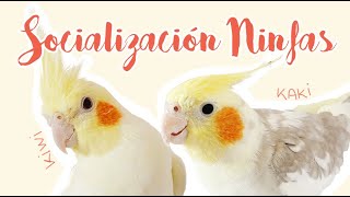 SOCIALIZACIÓN en LOROS | Kaki y Kiwi conocen a los demás emplumados | NINFA, AGAPORNIS, PYRRHURA