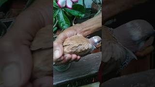 derkuku sogok sujen #viral #shorts #youtubeshorts #trending #sahirutomo #derkuku #fyp #like #viral