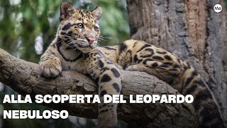 Alla scoperta del leopardo nebuloso