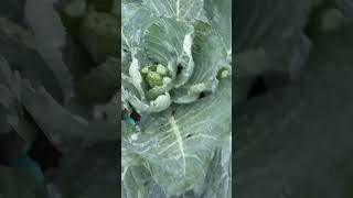 How to Protect Your Cabbage 🥬 Leaves from Pests Attacks