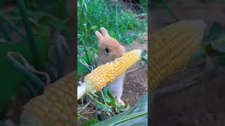 bunny wants to eat corn 🌽🌽🌽🌽