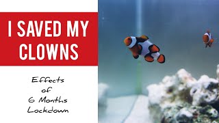 How I  [SAVED]  My Marine Tank - Tamil | Effects of 6 Months Lockdown