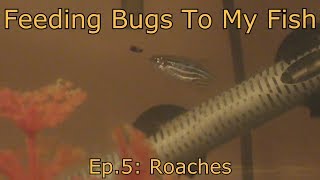 Feeding Bugs To My Fish ep.5: Roaches