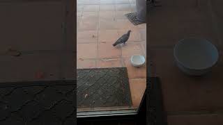 Birds waiting by door for food.#birds #birdslover #birdwatching #bird#birdi ng