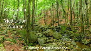 Calming Forest Ambience: Birds Chirping and Creek Sounds for Relaxation and Healing