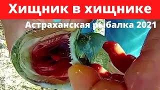 Хищник внутри хищника. Астраханкая рыбалка август 2021. День первый