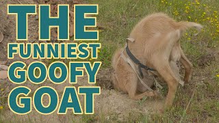 M Y GOAT DOES SUMMERSAULTS- Meatball the funny buck #shorts