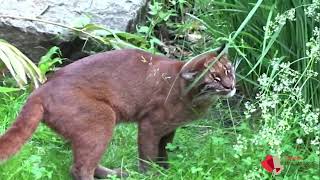 Goldkatze im Tierpark Berlin