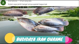 BUDIDAYA IKAN DI KOLAM AIR JERNIH - BUDIDAYA GURAME DI KOLAM BETON