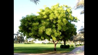 Health benefits of neem tree!