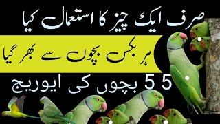 ringneck breeding progress / ringneck breeding formula / Urdu Hindi