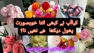 How To Grow Ranunculus at Home| گلاب سے بھی  خوبصورت پھول| اپنے گھر  یے پھول ضرور لگائیں