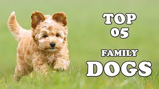 Top 5 Most Popular Family Dog Breeds | Dogs for Kids and Families