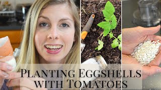 Superpower of Eggshells Planted with Tomatoes