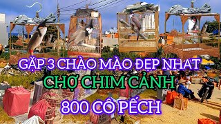 GẶP 3 CHÀO MÀO ĐẸP NHẤT CHỢ CHIM CẢNH 800 CÔ PẾCH