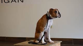 Five Month Old Boxer Learns Place | Off Leash K9 Training