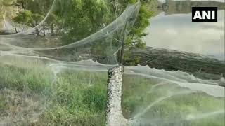 Massive spider web blankets Australia’s bushland after heavy rains in the region.