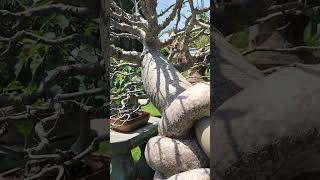 amazing twist in bonsai #bonsai #mysuru #amazing #unique