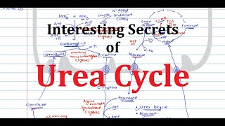 7. Urea Cycle | Urea Bicycle | Aspartate Arginosuccinate shunt | Protein Metabolism