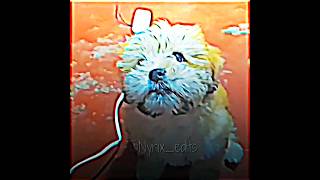 Edit de mi perrita 🐶