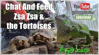 Fun with Zsa Zsa & the Tortoises: Live Animal Care & Paint Footprint Art!