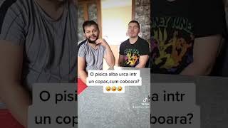 O pisica alba urca intr-un copac,cum coboara? #tiktok #fun