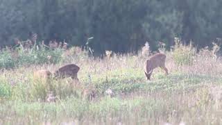 Deer @ Brockholes Nature Reserve 28th August 2021(4k)(canon 90d)