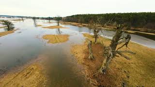 Varta river floodplain on the Rogalinek meadows, among the old oaks.