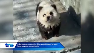 Indignación por zoológico chino que pinta perros para hacerlos pasar como pandas