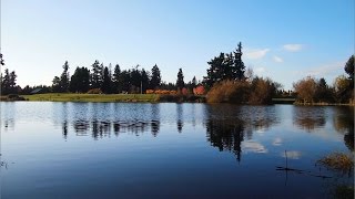 Reflections in a pond with a city park in the distance - Free stock footage