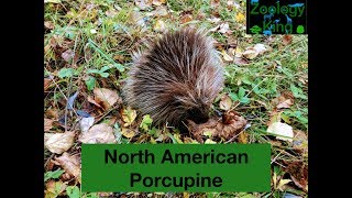 North American Porcupine