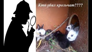 Куда дели крольчонка?  Кажется я знаю кто убийца в яме.