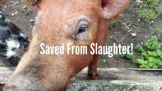 RESCUED! Piglet Saved From Slaughter!