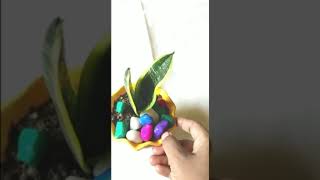 how to propagate snack plant | snack plant propagation #shorts