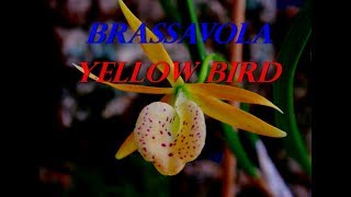 Орхидея Yellow bird. Brassavola .  Как получить цветение .