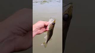 Let em go, Let em grow!! #walleye #catchandrelease