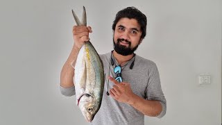 Trevally caught at Omokoroa