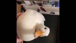 Just a normal duck meme