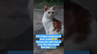 makin banyak kucing yang datang #kucinglucu #cat #catvideos #catlover