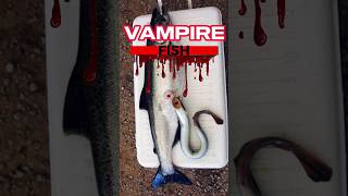 Vampire Fish bite, sea lampreys