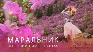 Цветение маральника на Алтае. Когда поехать и где увидеть сибирскую сакуру