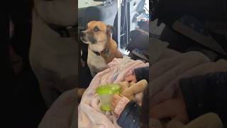 I'm ready for car ride mom! 🐕🐕😆😆#family #cute #funny ##dog #baby #puppy #lazydog